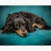 flat750x075f pad750x1000f8f8f8.u2 23 - Dachshund Gifts