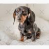 flat750x075f pad750x1000f8f8f8.u2 43 - Dachshund Gifts