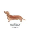 flat750x075f pad750x750f8f8f8 16 - Dachshund Gifts