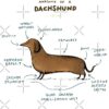 flat750x075f pad750x750f8f8f8 27 - Dachshund Gifts