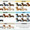 il 1000xN.2171374158 bq7p - Dachshund Gifts